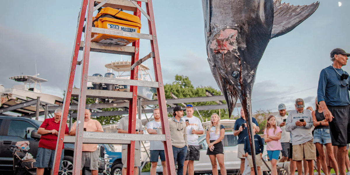 Crowd gathers around a large fish hanging from a ladder at a fishing event
